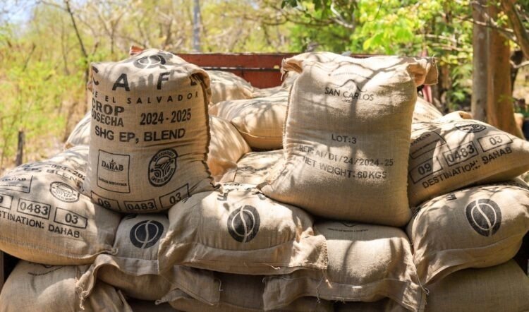 El Salvador inicia exportación de café a Marruecos. 2 Go8P0vCXwAAg69V