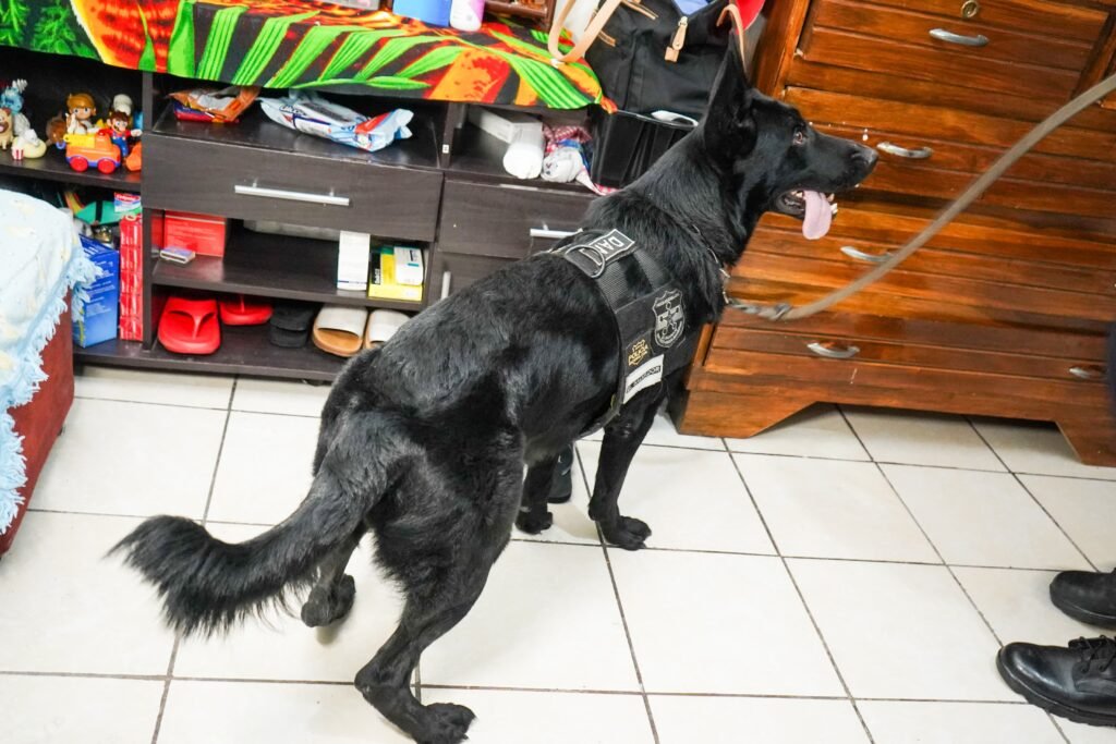 Desarticulan estructura que comercializaba droga en varios puntos del país 5 WhatsApp Image 2025 05 07 at 02.48.08