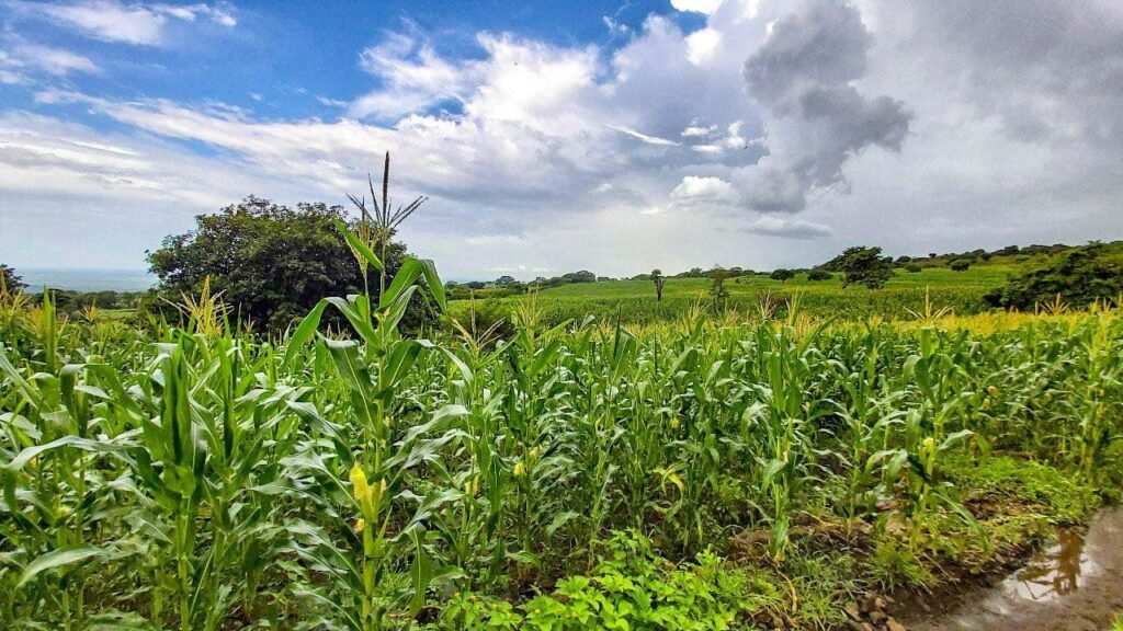 photo 2021 05 13 12 18 25