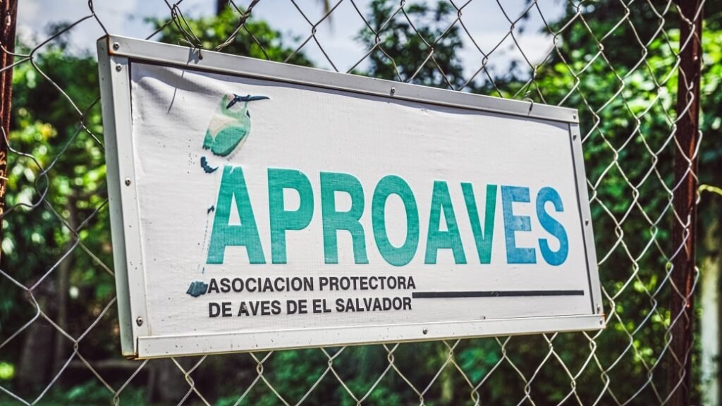 561981125 1131693092474891 7303175965840075867 n