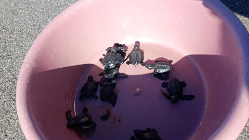 FIAES fortalece la conservación de tortugas marinas y la protección de la biodiversidad costera en El Salvador. 5 615913474 122239714934041824 7540333668601731027 n