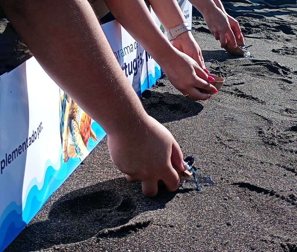 FIAES fortalece la conservación de tortugas marinas y la protección de la biodiversidad costera en El Salvador. 3 dfsdfdsfds