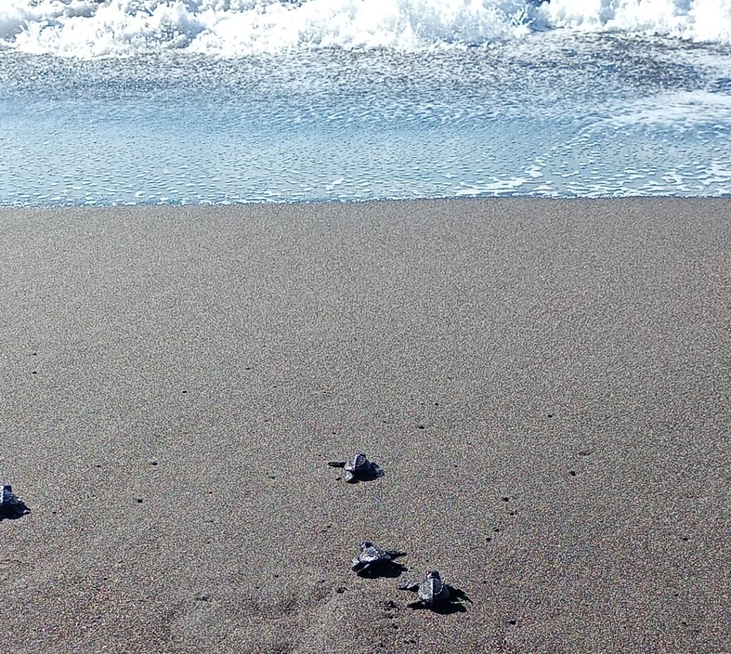FIAES fortalece la conservación de tortugas marinas y la protección de la biodiversidad costera en El Salvador. 4 dsfasfdf