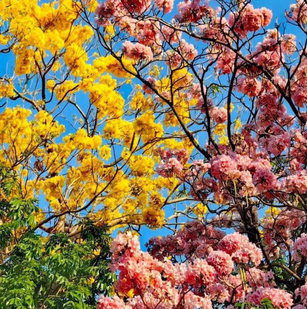 637344210 952271370662741 7234337789684752731 n