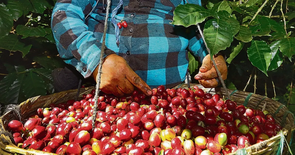 El Resurgir del Grano de Oro: Café Salvadoreño en Cifras Récord 1 image 372