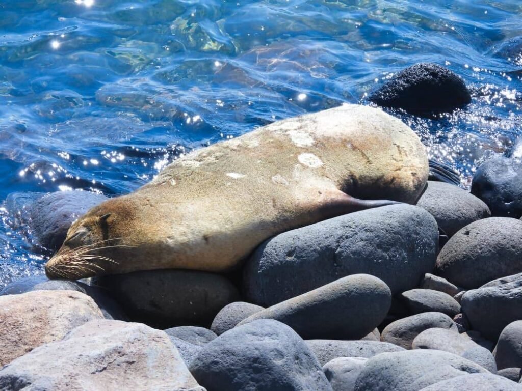 Protección de fauna silvestre destaca con presencia de León Marino y rescate de Gato Zonto 3 644194407 122143980518416789 1411827857838144836 n