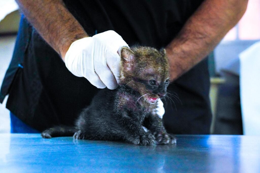 Protección de fauna silvestre destaca con presencia de León Marino y rescate de Gato Zonto 2 644885296 122143969052416789 6954836868522685687 n
