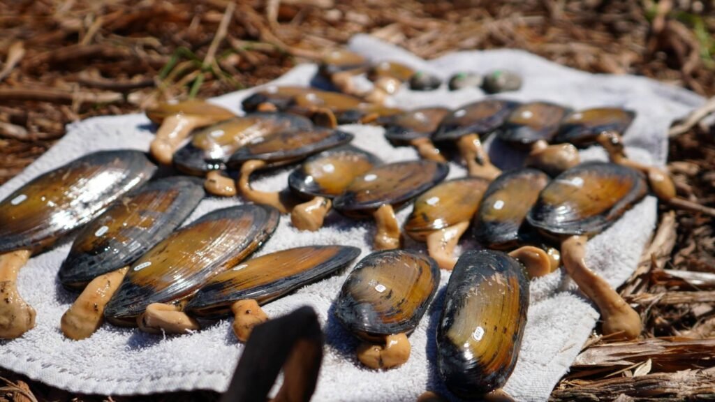 650053776 1360608412763141 1897562899706260964 n