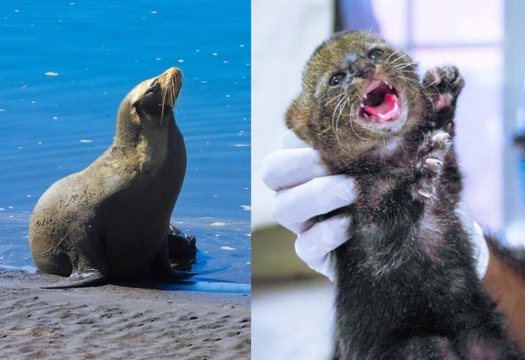 Protección de fauna silvestre destaca con presencia de León Marino y rescate de Gato Zonto 1 sdadssd
