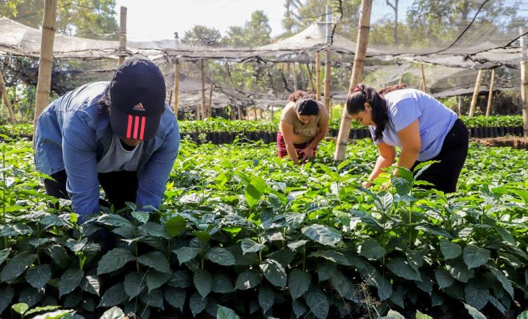 Impulso al Sector Cafetalero con Reformas Estratégicas para la Exportación 1 image 133
