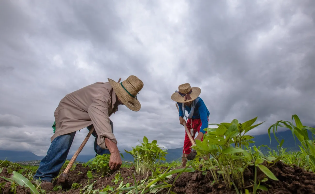 Ciclo agrícola 2026 enfrenta graves amenazas por el clima en Centroamérica y el Caribe 1 image 81