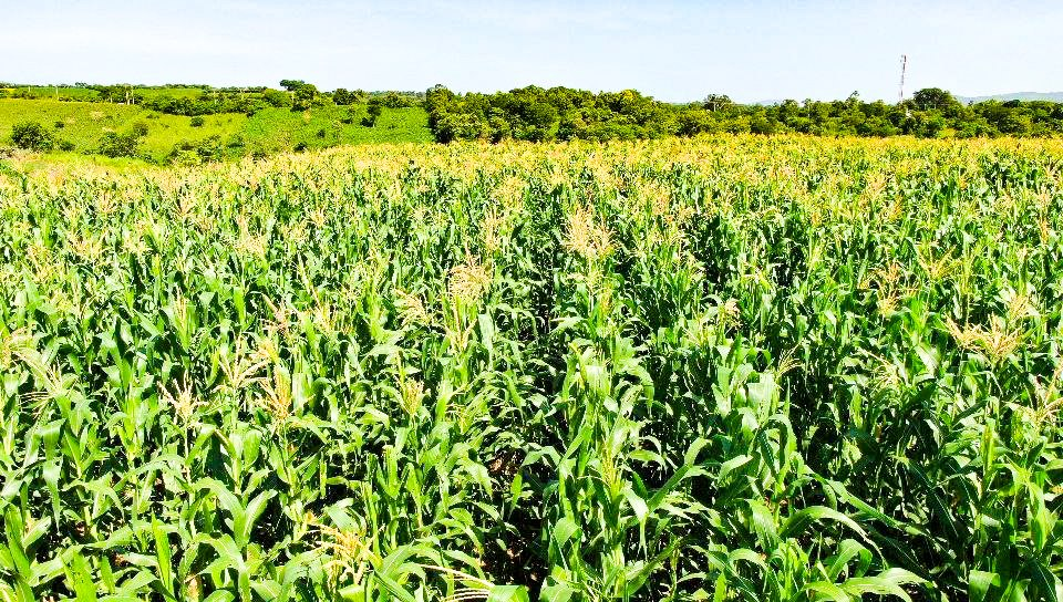 Ciclo agrícola 2026 enfrenta graves amenazas por el clima en Centroamérica y el Caribe 2 image 82