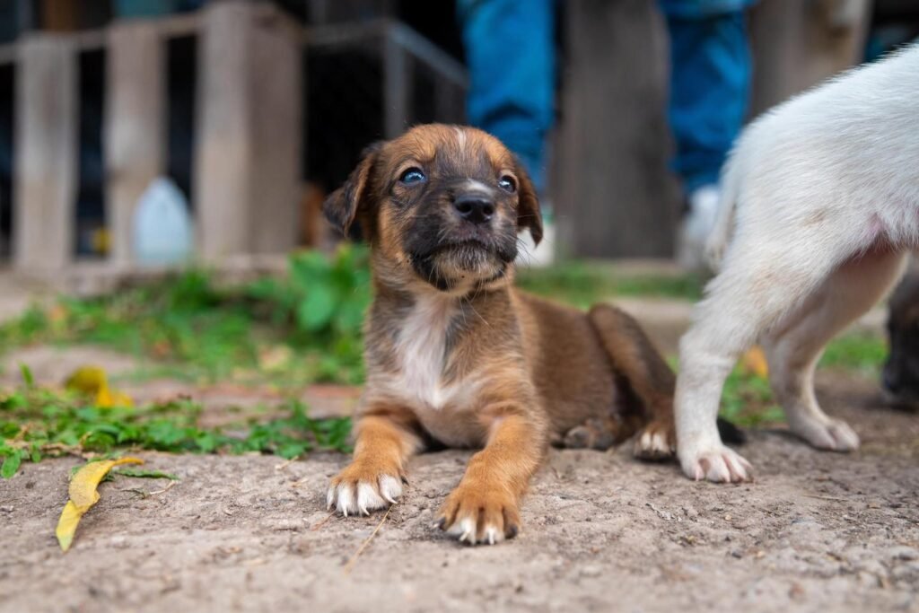 Rescatan a perritos abandonados en el Centro Histórico de San Salvador 2 705662287 1306563168348776 617808020970055204 n