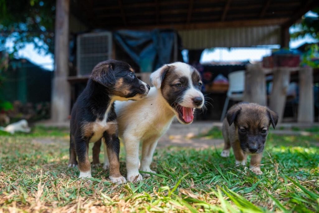 Rescatan a perritos abandonados en el Centro Histórico de San Salvador 1 705718881 1306563158348777 3513592677152786857 n 1