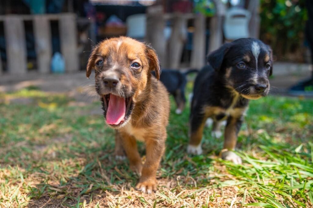 Rescatan a perritos abandonados en el Centro Histórico de San Salvador 6 705829107 1306563165015443 5652416747688858751 n