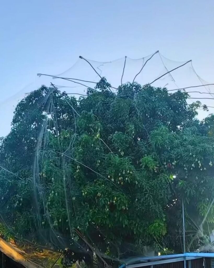 La insólita estrategia de un vecino para salvar sus mangos que causa furor en internet 1 705989021 1324648129878190 4817586660233705074 n