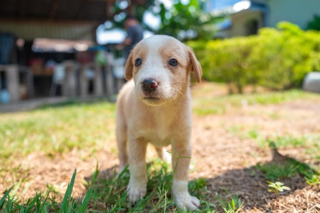 Rescatan a perritos abandonados en el Centro Histórico de San Salvador 5 706257039 1306563181682108 7574456906171998554 n