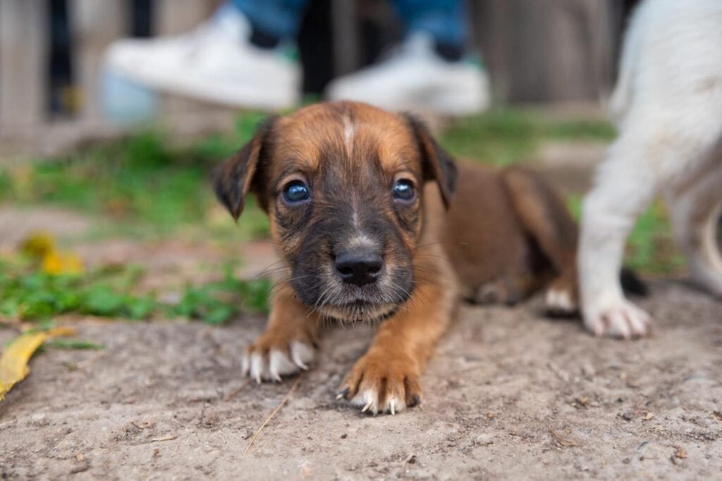 Rescatan a perritos abandonados en el Centro Histórico de San Salvador 4 707023089 1306563171682109 5787760878807260721 n