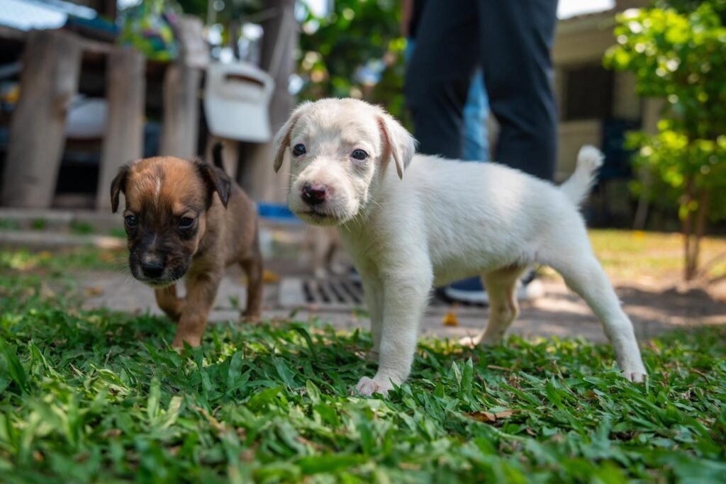 Rescatan a perritos abandonados en el Centro Histórico de San Salvador 3 707210601 1306563175015442 1364829897546808711 n