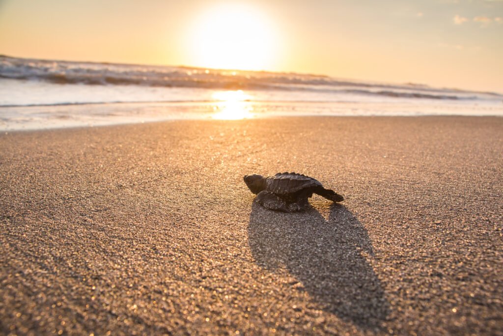 En el Día Mundial de la Biodiversidad, FIAES destaca las soluciones basadas en naturaleza como grandes aliadas para la protección de especies 3 FOTO FIAES Tomada en Barra de Santiago 1
