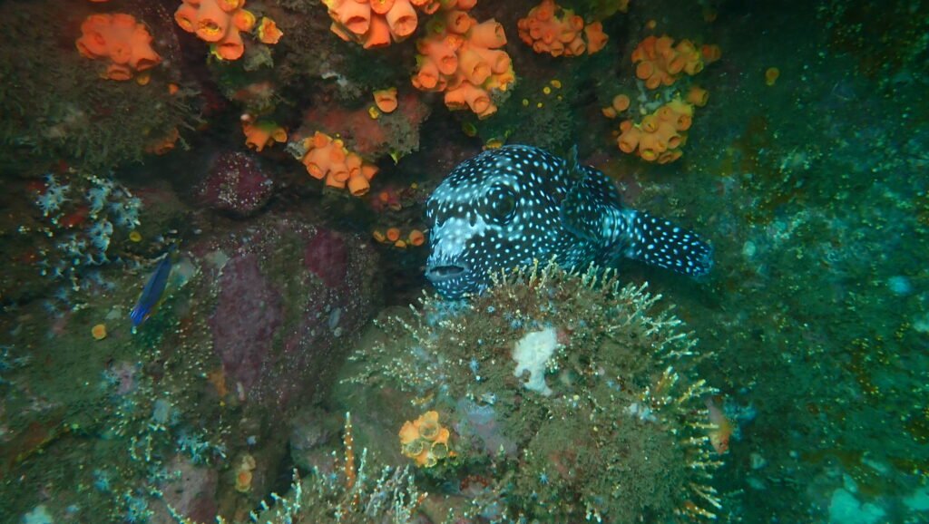 En el Día Mundial de la Biodiversidad, FIAES destaca las soluciones basadas en naturaleza como grandes aliadas para la protección de especies 2 FOTO FIAES Tomada en Los Cobanos 5