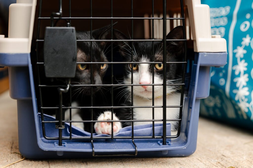 EV 20250621 Purina Cat Chow Jornada de Esterilizacion 045