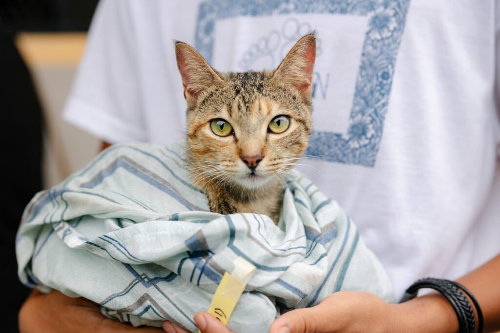 EV 20250621 Purina Cat Chow Jornada de Esterilizacion 047