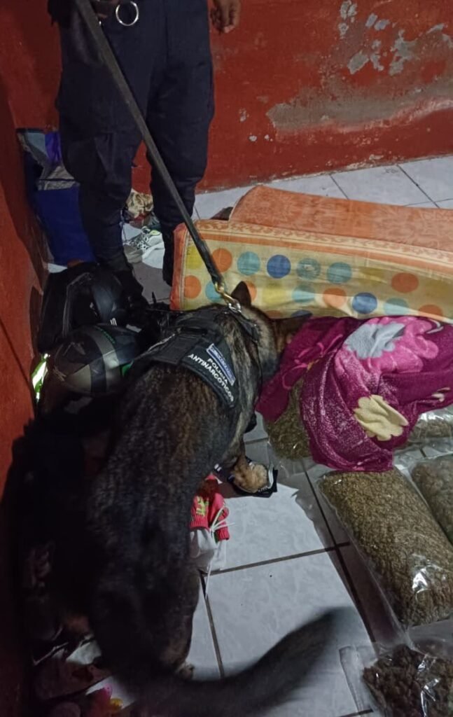 Golpe certero al narcotráfico local gracias a la denuncia ciudadana 2 dsfasdfasdfdsffasdfasdf