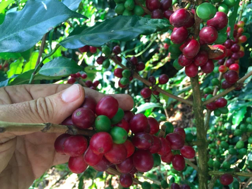 Precio internacional del café vuelve a caer en junio ante la fuerte incertidumbre climática 1 image 289