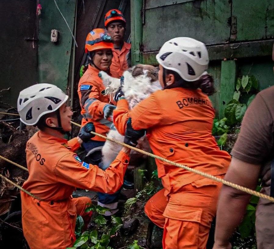 Lluvias provocan caída de un árbol de gran magnitud y dejan daños en San Salvador Centro 2 catser
