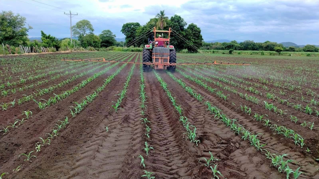 El Salvador fortalece la producción de granos básicos y ganadería ante la sequía 1 image 493