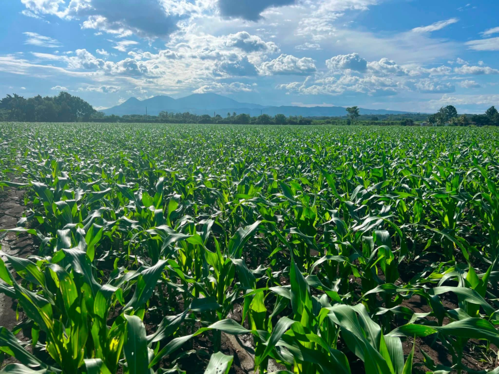 El Salvador fortalece la producción de granos básicos y ganadería ante la sequía 2 image 494