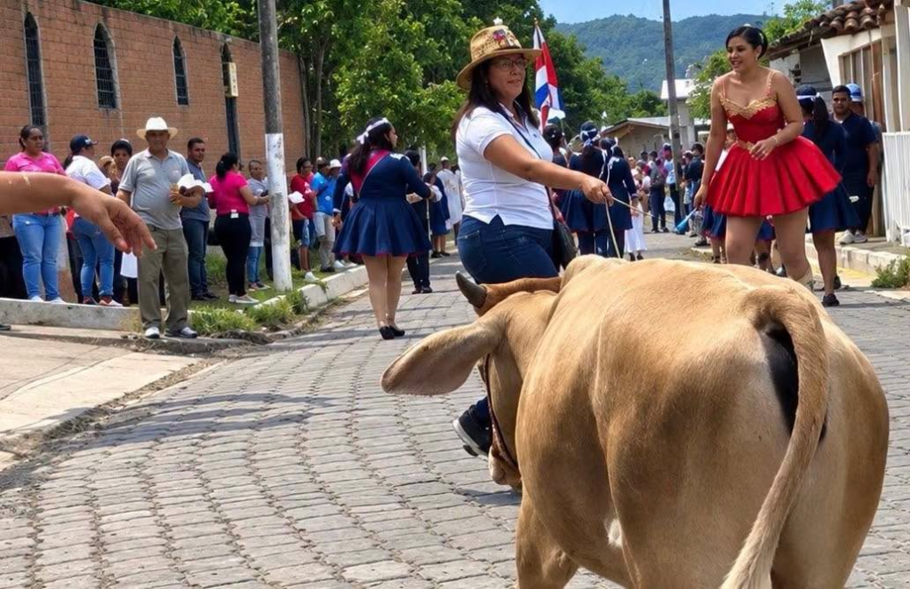 Vacas irrumpen sorpresivamente en pleno desfile patriótico en el distrito de Bolivar, La Unión Norte 1 image 350