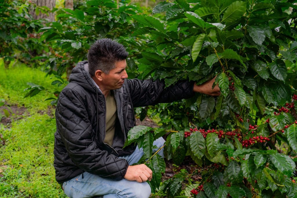 Nestlé, a través de Plan Nescafé, impulsa una caficultura más resiliente con impacto a más de 100 mil familias productoras 2 EAA1551 2