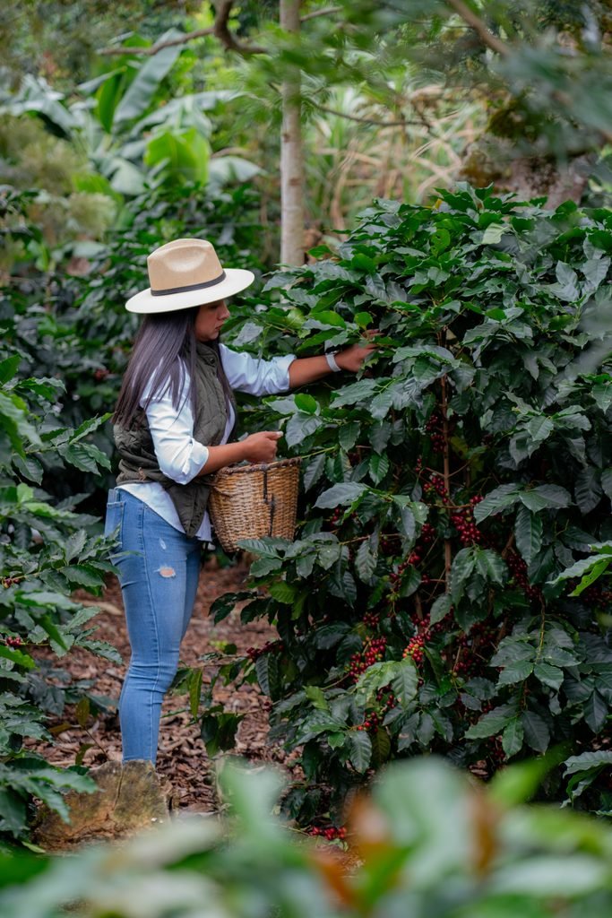 Nestlé, a través de Plan Nescafé, impulsa una caficultura más resiliente con impacto a más de 100 mil familias productoras 3 EAA3221 1