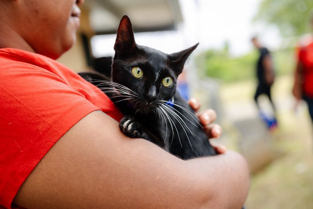 ¿La castración cambia la personalidad de los gatos? Cinco mitos que todo tutor debería conocer 1 EV 20250621 Purina Cat Chow Jornada de Esterilizacion 081